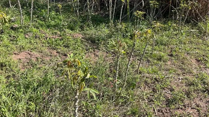 Chácara à venda e para Arrendar de 1 ha em Nova Hartz, RS, Brasil