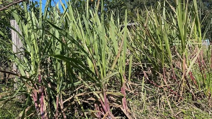 Chácara à venda e para Arrendar de 1 ha em Nova Hartz, RS, Brasil