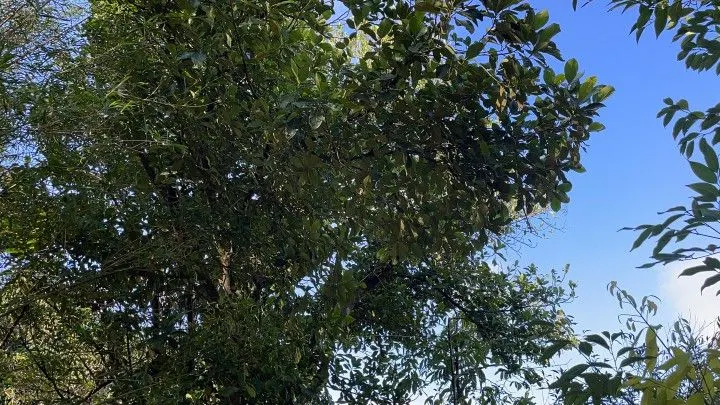 Chácara à venda e para Arrendar de 1 ha em Nova Hartz, RS, Brasil