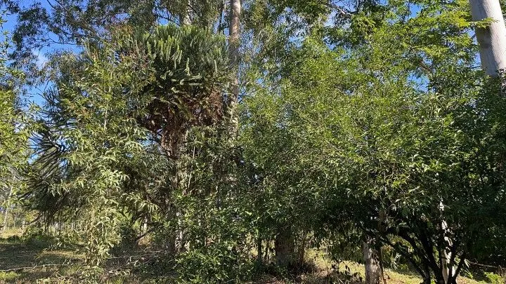 Chácara à venda e para Arrendar de 1 ha em Nova Hartz, RS, Brasil