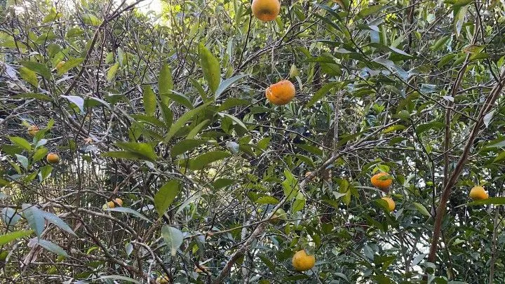 Chácara à venda e para Arrendar de 1 ha em Nova Hartz, RS, Brasil