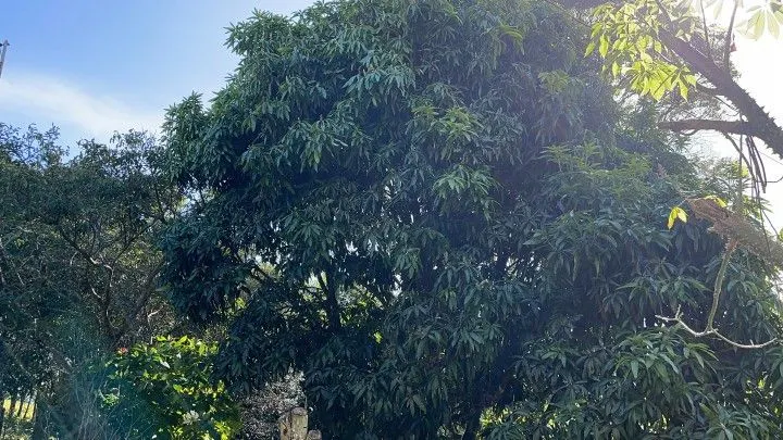 Chácara à venda e para Arrendar de 1 ha em Nova Hartz, RS, Brasil