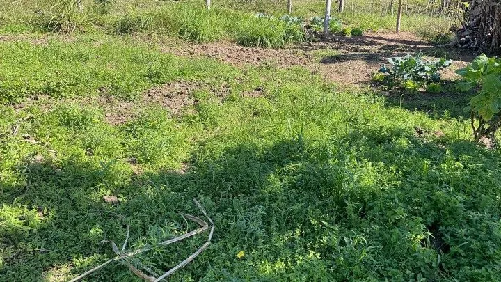Chácara à venda e para Arrendar de 1 ha em Nova Hartz, RS, Brasil