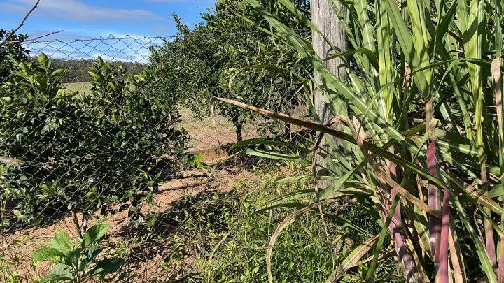 Chácara à venda e para Arrendar de 1 ha em Nova Hartz, RS, Brasil