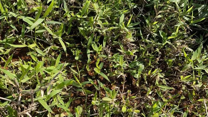 Chácara à venda e para Arrendar de 1 ha em Nova Hartz, RS, Brasil