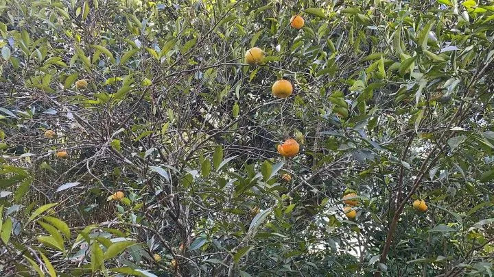 Chácara à venda e para Arrendar de 1 ha em Nova Hartz, RS, Brasil