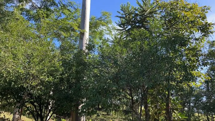 Chácara à venda e para Arrendar de 1 ha em Nova Hartz, RS, Brasil