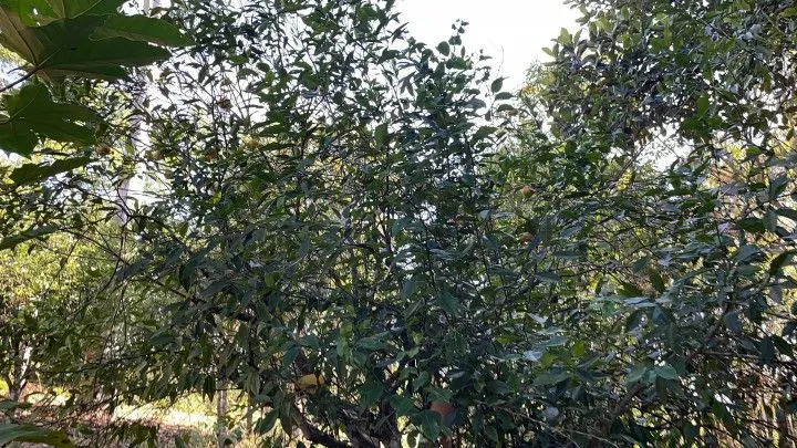 Chácara à venda e para Arrendar de 1 ha em Nova Hartz, RS, Brasil