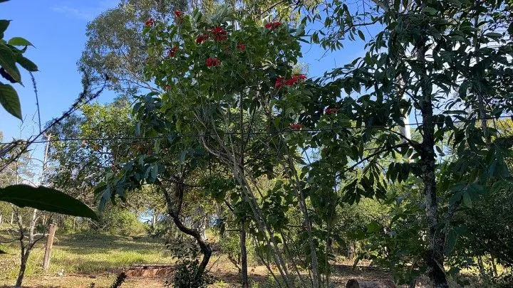 Chácara à venda e para Arrendar de 1 ha em Nova Hartz, RS, Brasil