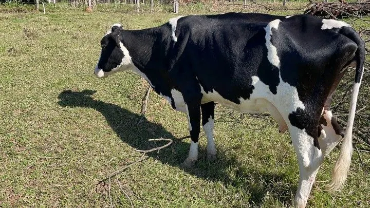 Chácara à venda e para Arrendar de 1 ha em Nova Hartz, RS, Brasil