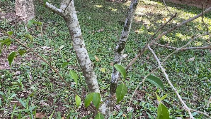 Chácara à venda e para Arrendar de 1 ha em Nova Hartz, RS, Brasil