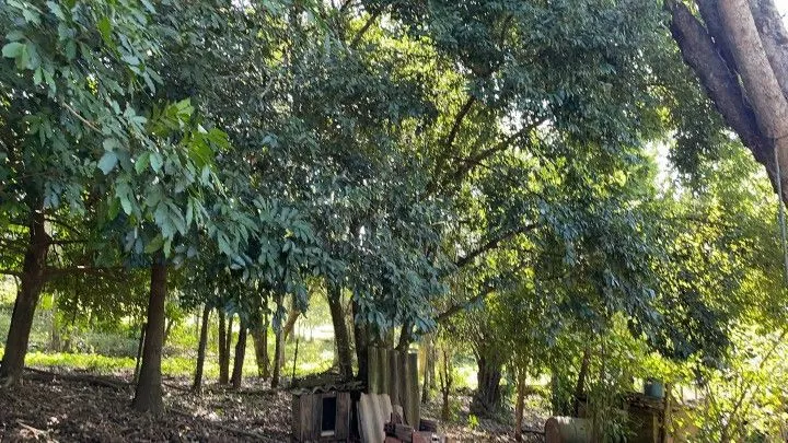 Chácara à venda e para Arrendar de 1 ha em Nova Hartz, RS, Brasil