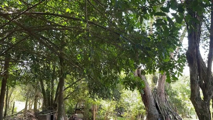Chácara à venda e para Arrendar de 1 ha em Nova Hartz, RS, Brasil