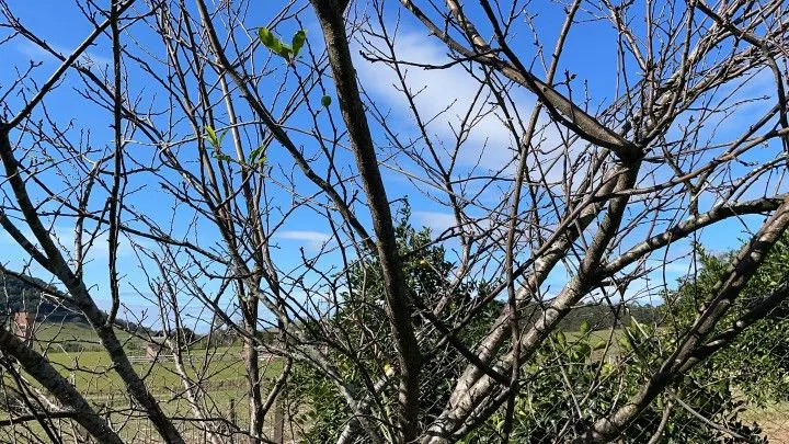 Chácara à venda e para Arrendar de 1 ha em Nova Hartz, RS, Brasil
