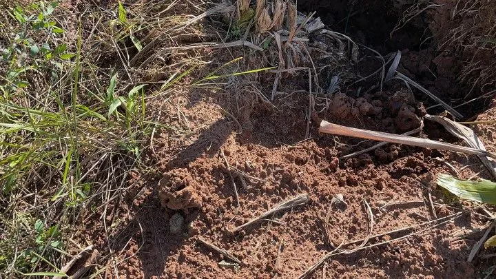 Chácara à venda e para Arrendar de 1 ha em Nova Hartz, RS, Brasil