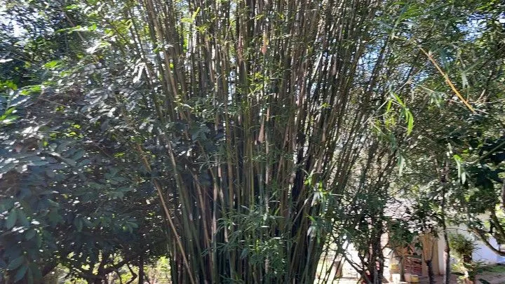 Chácara à venda e para Arrendar de 1 ha em Nova Hartz, RS, Brasil