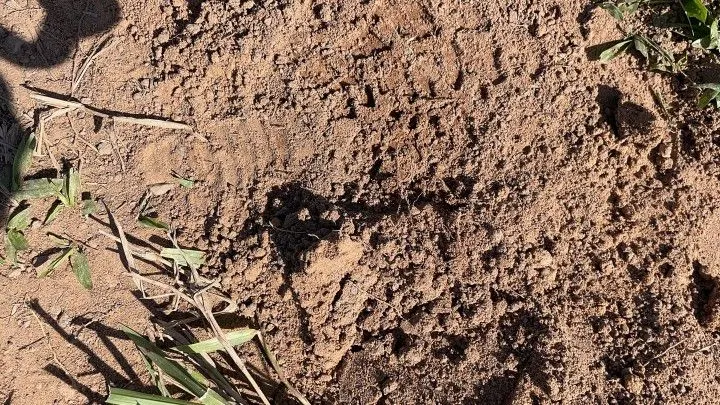 Chácara à venda e para Arrendar de 1 ha em Nova Hartz, RS, Brasil
