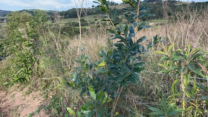 Country home for sale of 1,900 m² in Caraá, RS, Brazil