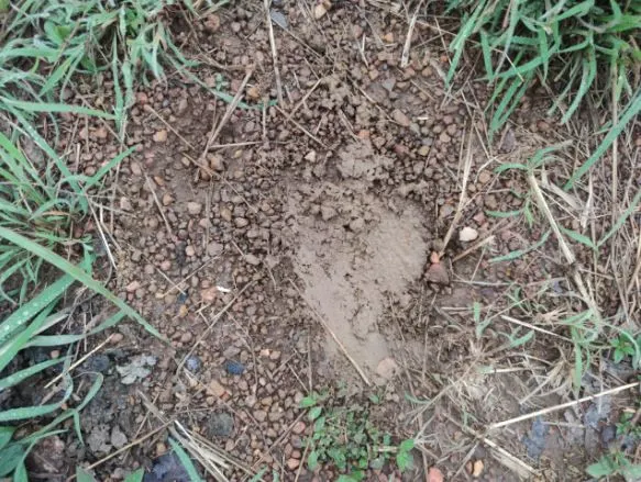 Fazenda à venda de 1.118 ha em Lagoa da Confusão, TO, Brasil