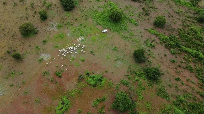 Fazenda à venda de 1.118 ha em Lagoa da Confusão, TO, Brasil