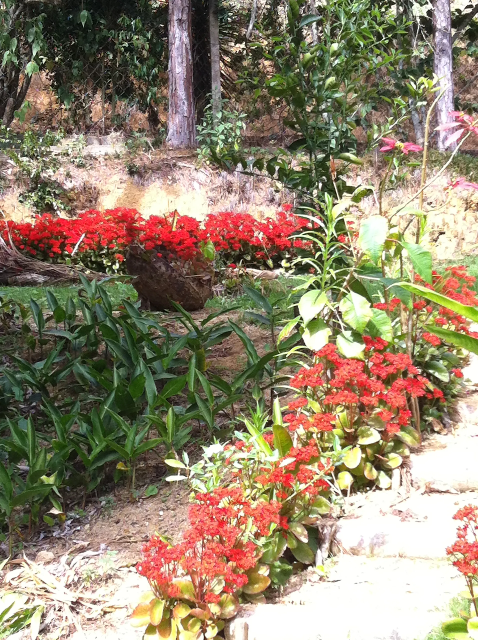 Small farm for sale of 104 acres in Domingos Martins, ES, Brazil
