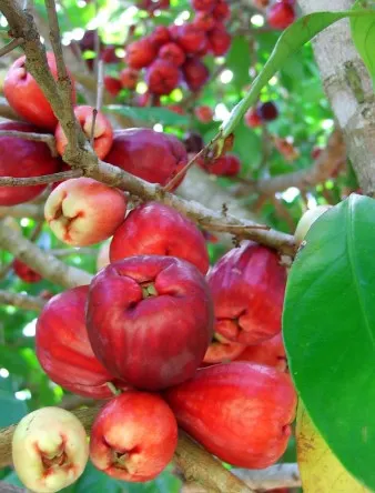 Small farm for sale of 104 acres in Domingos Martins, ES, Brazil