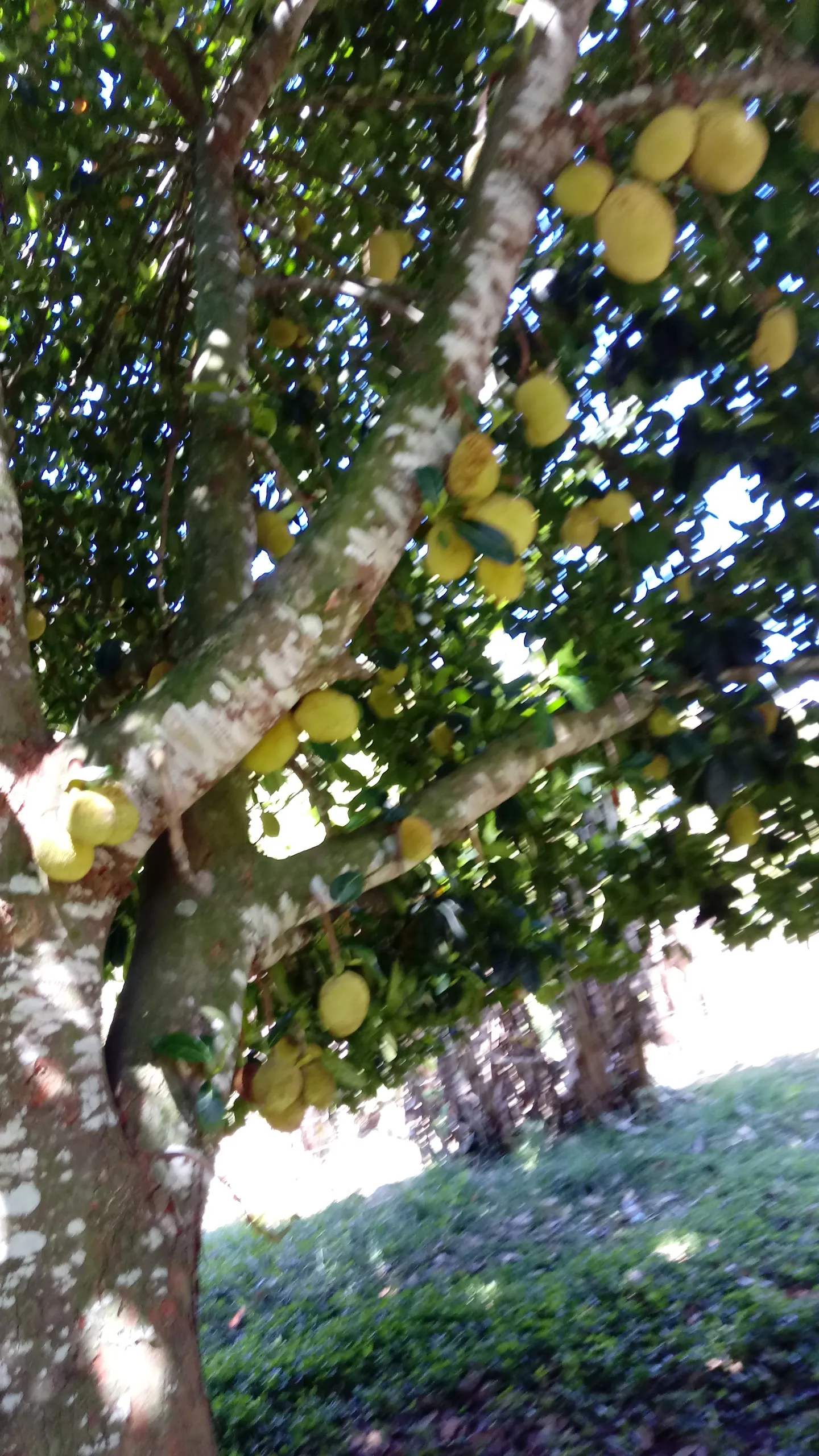 Small farm for sale of 104 acres in Domingos Martins, ES, Brazil