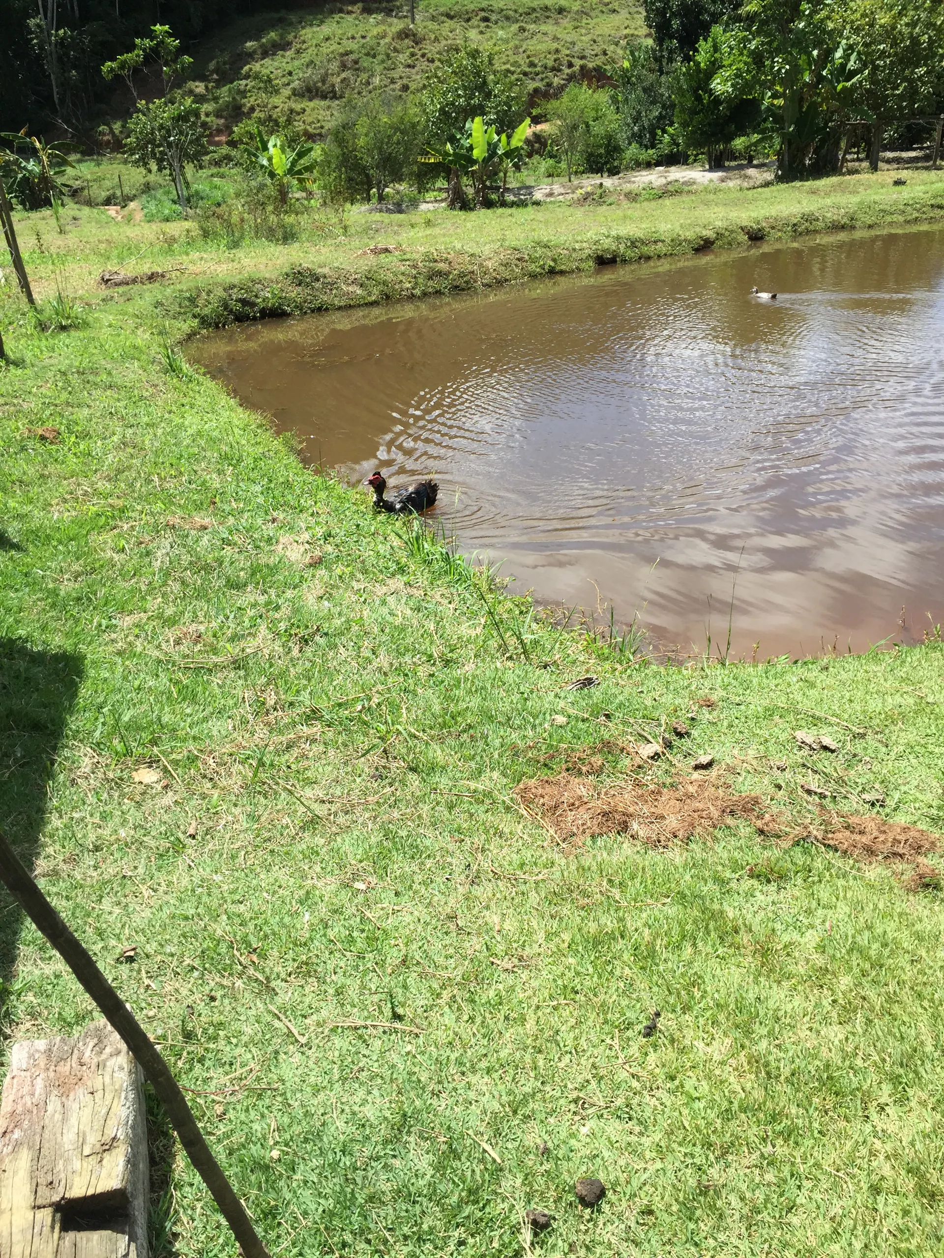 Small farm for sale of 104 acres in Domingos Martins, ES, Brazil