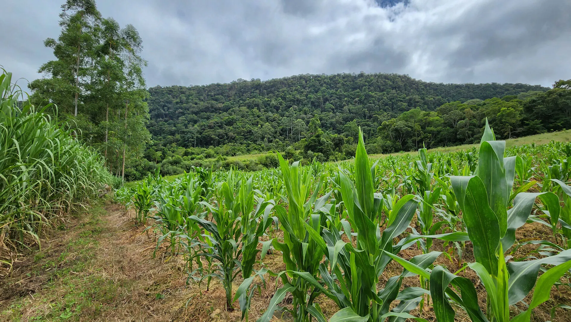 Terreno à venda de 6 ha em Vitor Meireles, SC, Brasil