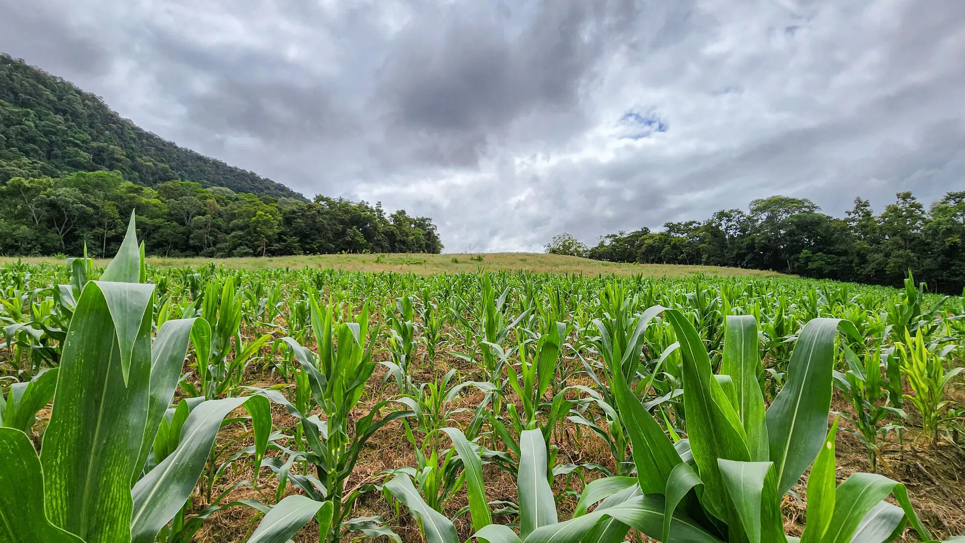 Terreno à venda de 6 ha em Vitor Meireles, SC, Brasil