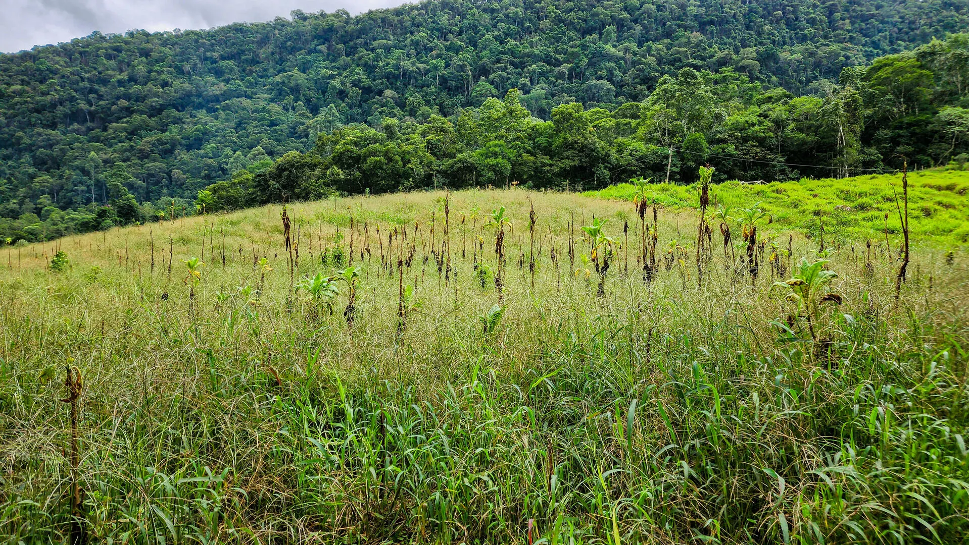 Terreno à venda de 6 ha em Vitor Meireles, SC, Brasil