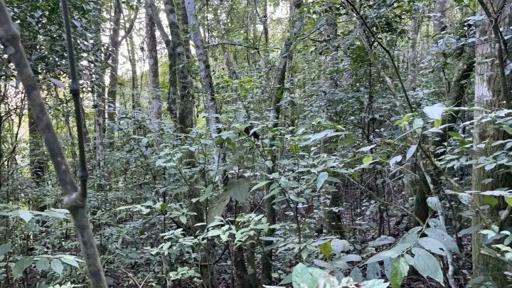 Small farm for sale of 74 acres in Riozinho, RS, Brazil