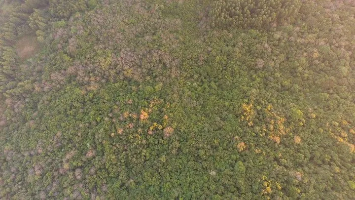 Small farm for sale of 74 acres in Riozinho, RS, Brazil