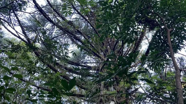 Small farm for sale of 74 acres in Riozinho, RS, Brazil