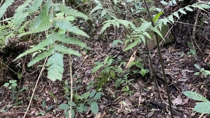 Small farm for sale of 74 acres in Riozinho, RS, Brazil