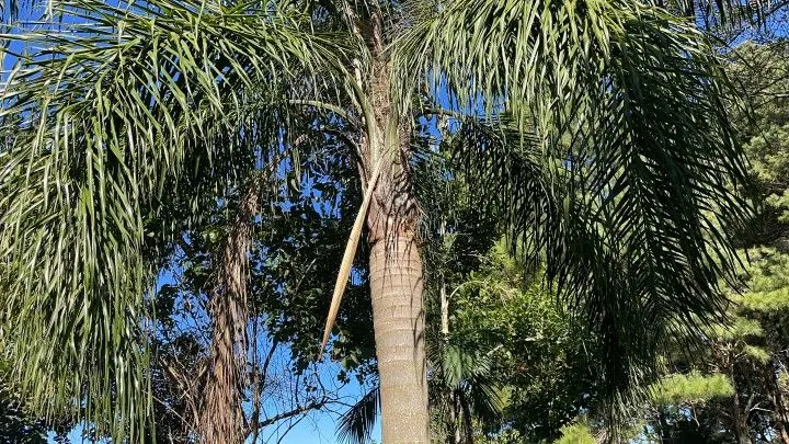 Sítio à venda de 30 ha em Riozinho, RS, Brasil