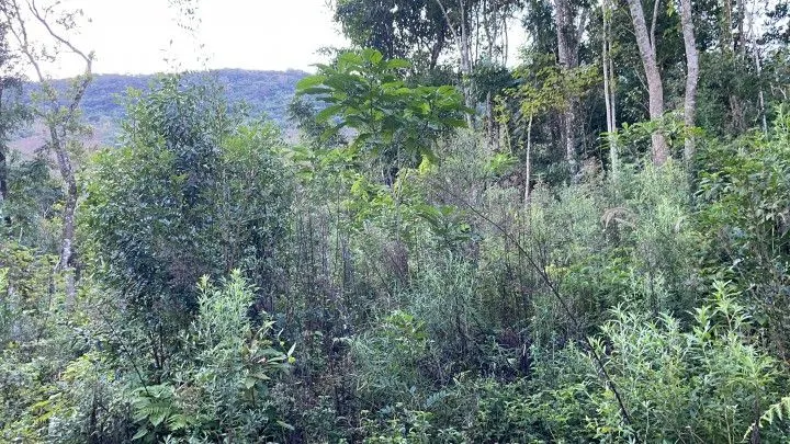 Small farm for sale of 74 acres in Riozinho, RS, Brazil