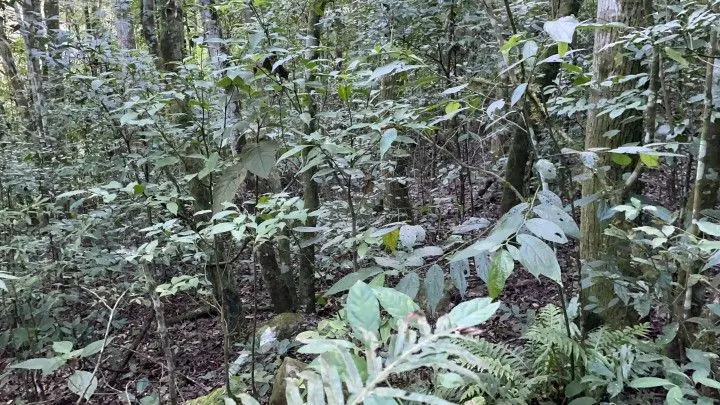 Small farm for sale of 74 acres in Riozinho, RS, Brazil