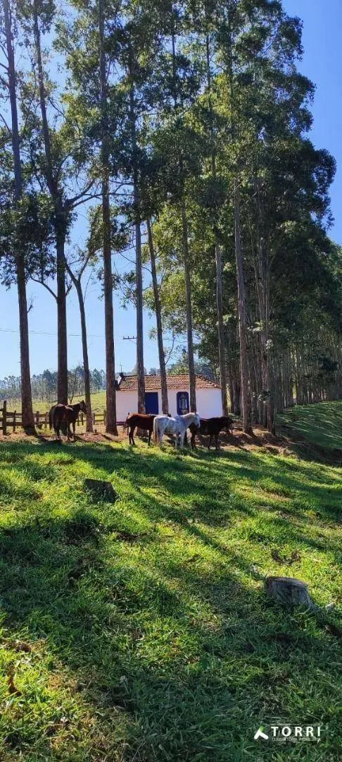 Fazenda à venda de 288 ha em Botucatu, SP, Brasil
