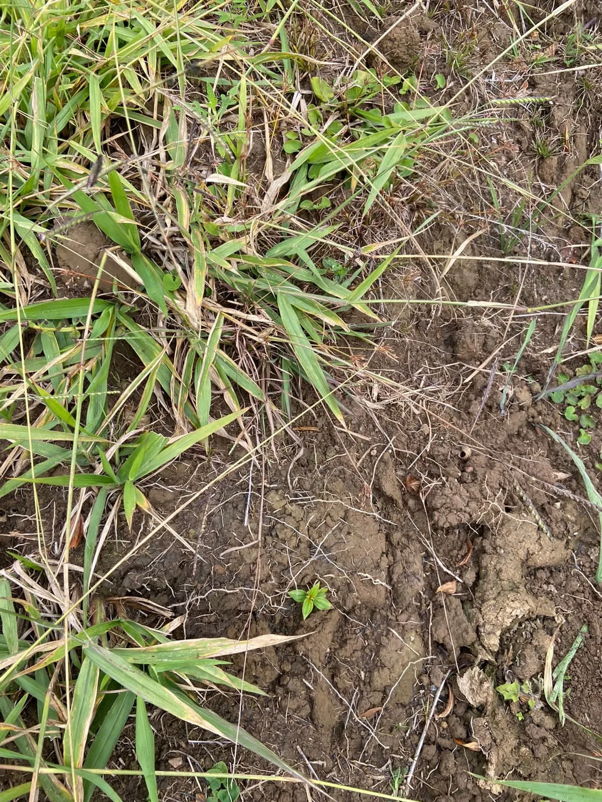 Farm for sale of 466 acres in Ribeirão Branco, SP, Brazil