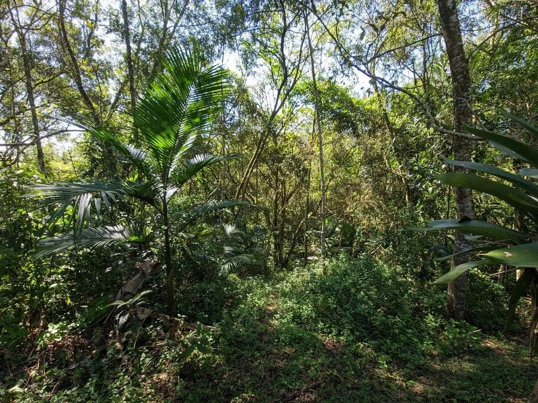 Chácara à venda de 3 ha em Rio do Sul, SC, Brasil