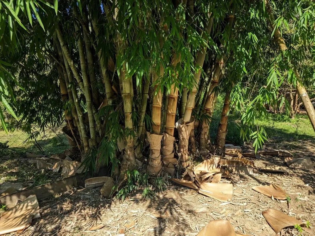 Chácara à venda de 3 ha em Rio do Sul, SC, Brasil