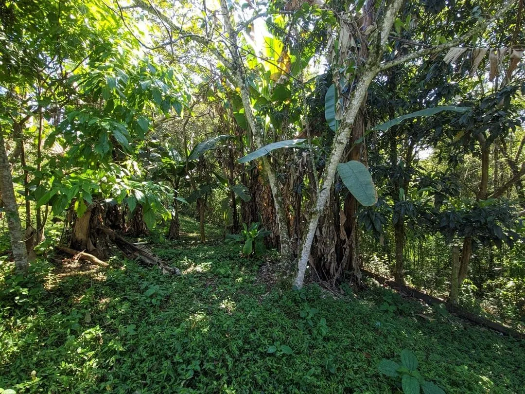 Chácara à venda de 3 ha em Rio do Sul, SC, Brasil