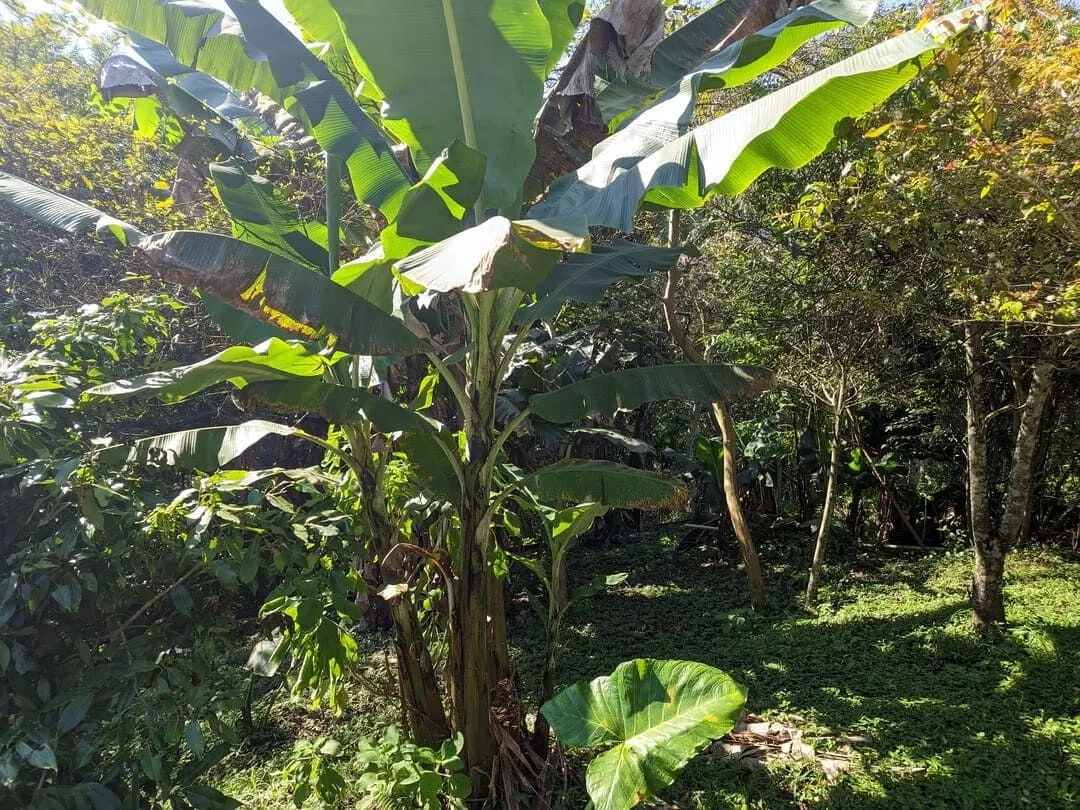 Chácara à venda de 3 ha em Rio do Sul, SC, Brasil