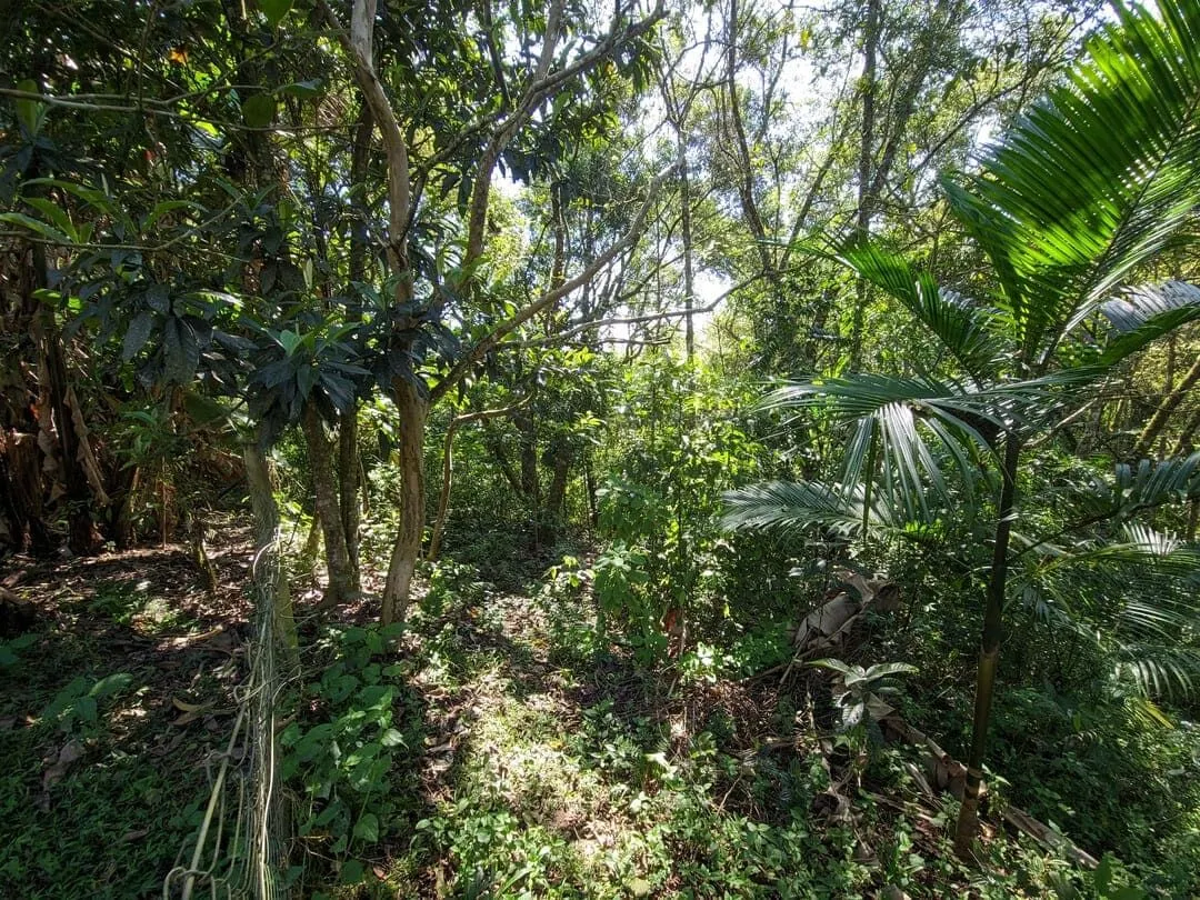 Chácara à venda de 3 ha em Rio do Sul, SC, Brasil