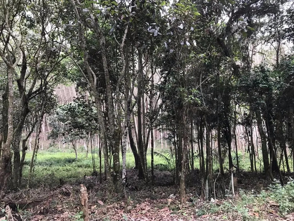 Small farm for sale of 72 acres in Biritiba-Mirim, SP, Brazil