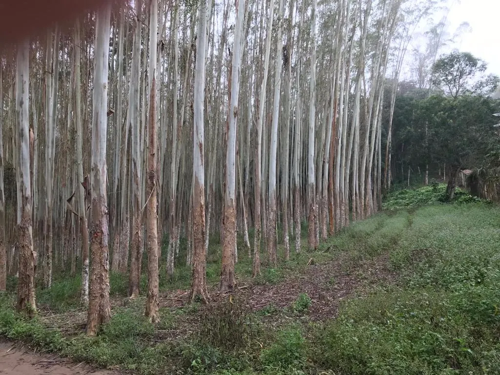 Small farm for sale of 72 acres in Biritiba-Mirim, SP, Brazil