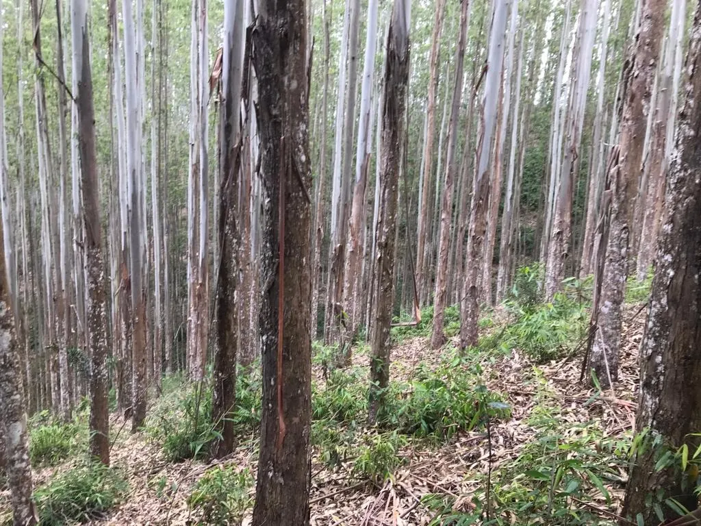 Small farm for sale of 72 acres in Biritiba-Mirim, SP, Brazil