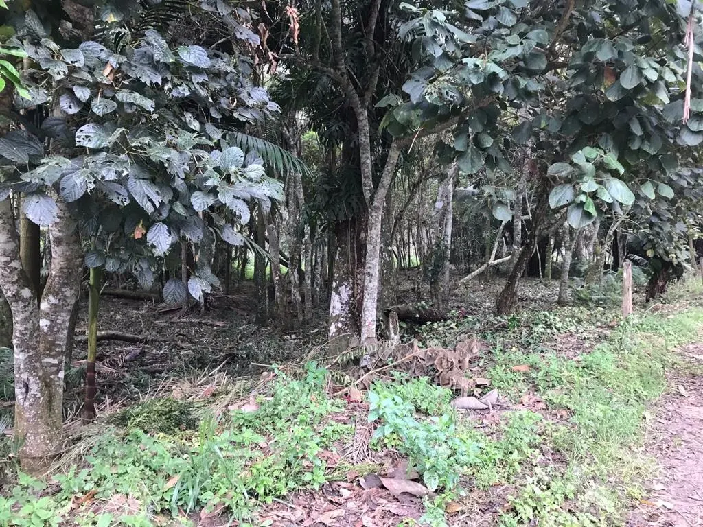 Small farm for sale of 72 acres in Biritiba-Mirim, SP, Brazil