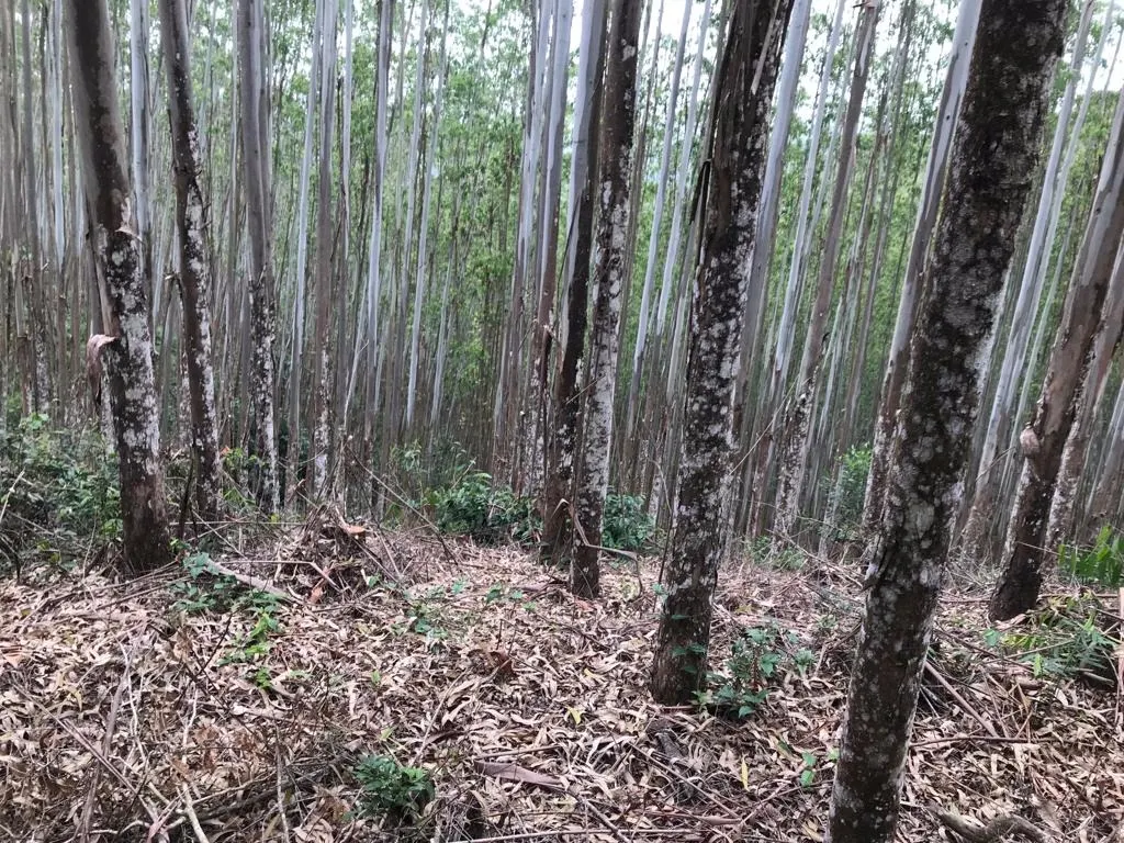 Small farm for sale of 72 acres in Biritiba-Mirim, SP, Brazil